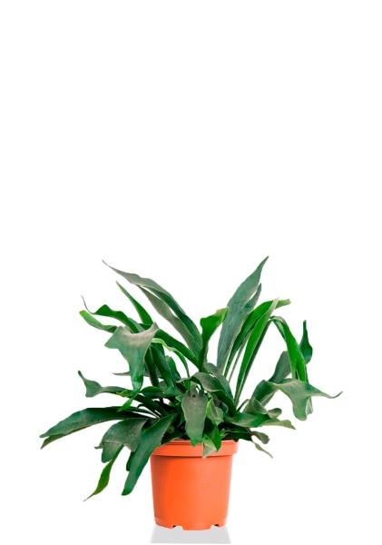 Платицериум Бифуркатум 19/40 см