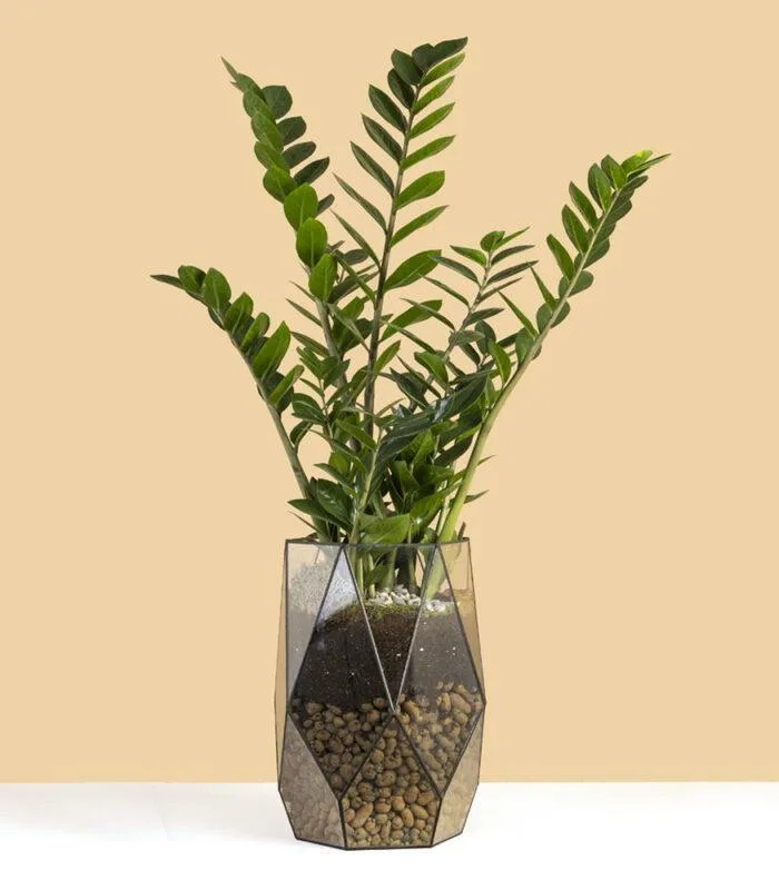 Какой горшок нужен для замиокулькаса?