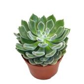 Эхеверия Грин Вельвет d12 см h16 см тип 1
