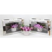 Фаленопсис L'arrangeur D'orchidee Pink (phalaenova) d12 см h35 см тип 1