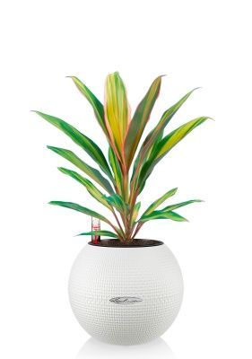 Кордилина Киви 12/35 см в PURO 20, белый Кордилина Киви 12/35 см в PURO 20, белый