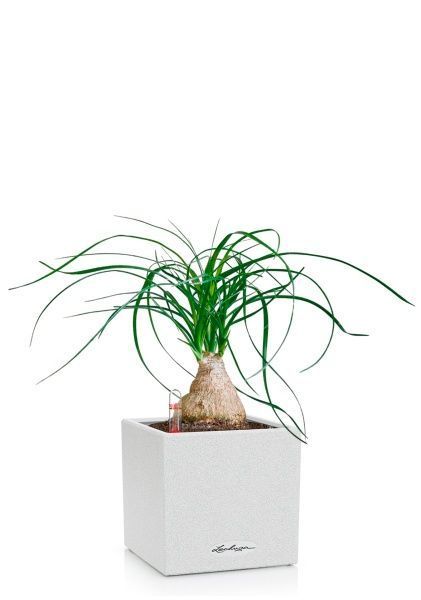 Нолина на стволе 12/35 в CANTO STONE 14