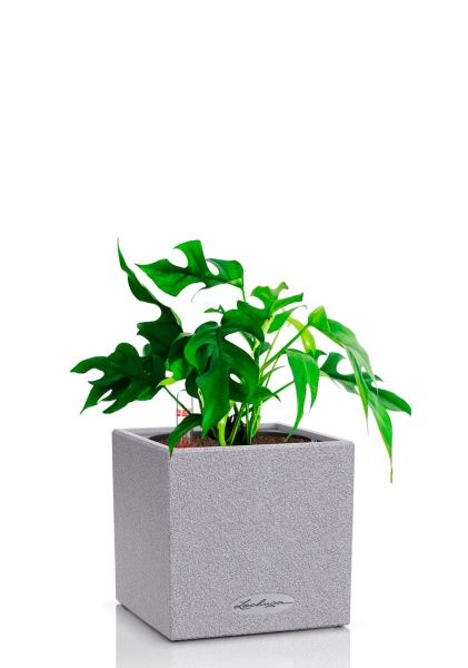 Монстера Рафидофора Минима 12/20 см в CANTO STONE 14