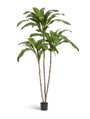 Кордилина Фрутикоза зелёная