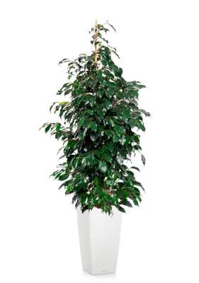 Фикус Бенджамина Даниэль 27/120 см в в CUBICO COLOR 30 Фикус Бенджамина Даниэль 27/120 см в в CUBICO COLOR 30