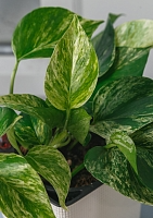 Сциндапсус Марбл Квин 12/20 см в PURO 20 Сциндапсус Марбл Квин 12/20 см в PURO 20