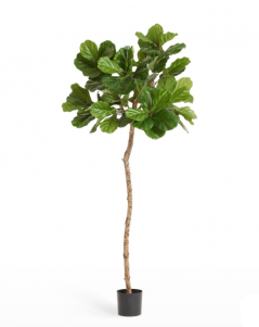 Фикус Лирата M-Style на штамбе