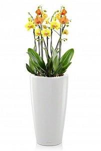 Орхидея солнечный микс в RONDO 32 Орхидея солнечный микс в RONDO 32