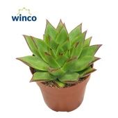 Эхеверия Лип Стик d8.5 см h15 см