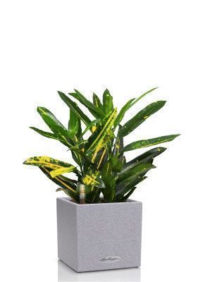 Кротон Санни в CANTO STONE 14, серый камень Кротон Санни в CANTO STONE 14, серый камень