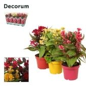 Целлозия Хот топик (decorum) d12 см h32 см тип 2 Целлозия Хот топик (decorum) d12 см h32 см тип 2