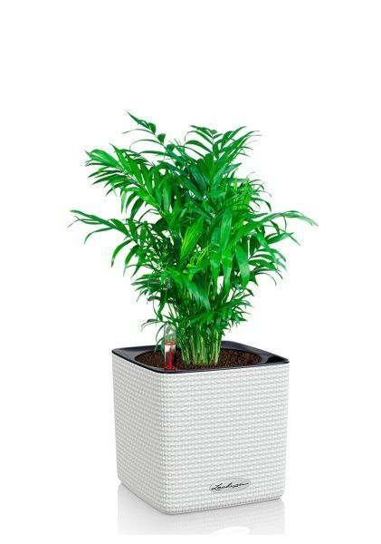 Хамедорея Элеганс 14/50 см в CUBE COLOR 16