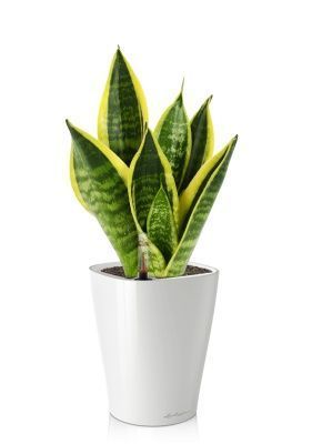 Сансевиерия Футура Суперба в DELTINI 14, белый блестящий Сансевиерия Футура Суперба в DELTINI 14, белый блестящий