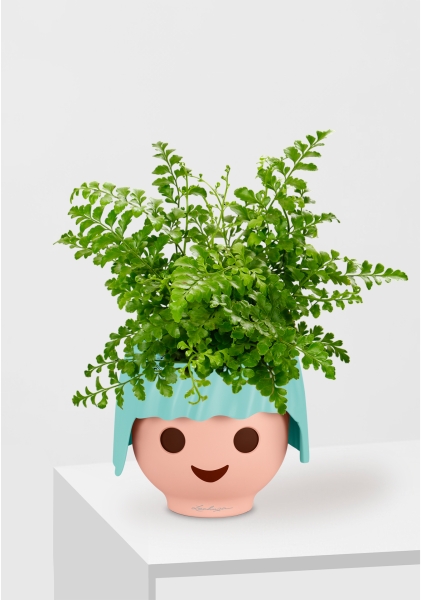 Папоротник Парвати 12/25 см в OJO Папоротник Парвати 12/25 см в OJO