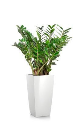 Замиокулькас 27/100 в CUBICO 30, белый блестящий Замиокулькас 27/100 в CUBICO 30, белый блестящий