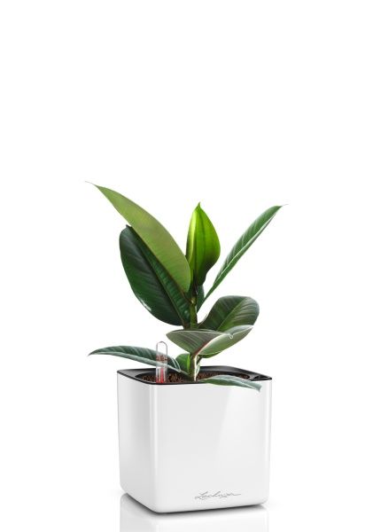 Фикус Эластика Робуста 12/40 см в CUBE GLOSSY 14