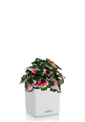 Бегония Белиф Пёрпл Блаш 13/25 см в CUBE COLOR 14, белый