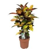 Кротон Кодиеум Миссис Айстон бранч d21 см h80 см