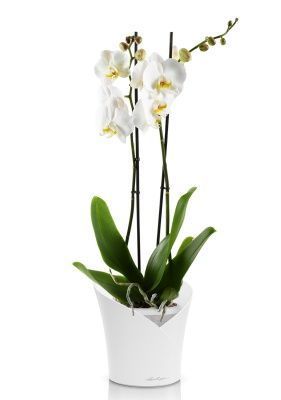 Фаленопсис Кэмбридж в ORCHIDEA 18, белый матовый