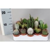 Кактус микс d5.5 см h5 см тип 1