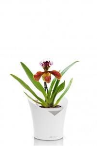 Орхидея Венерин башмачок ORCHIDEA 18/30 см, Белый матовый Орхидея Венерин башмачок ORCHIDEA 18/30 см, Белый матовый