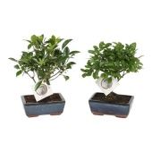 Бонсай микс d15 см h20 см тип 1