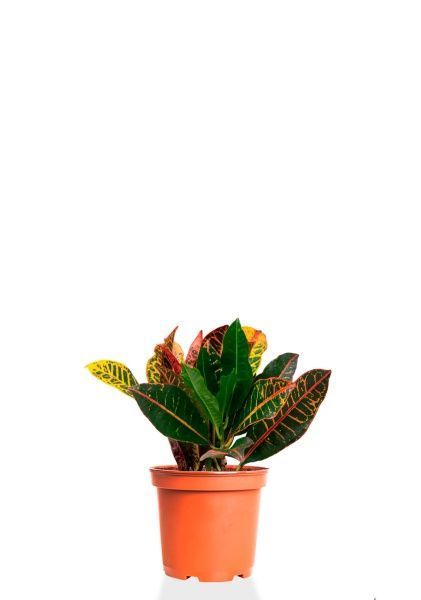 Кротон (Кодиеум) Петра 12/30 см