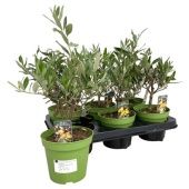 Олива европейская d12 см h30 см