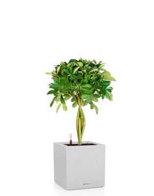 Шеффлера Нора 21/75 см в CANTO STONE LOW 30, песочный белый