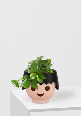 Сциндапсус Ауреум в OJO Сциндапсус Ауреум в OJO