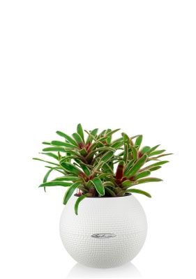 Нидулярия в PURO 20, белый