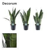 Сансевиерия Black Coral (decorum) d7 см h25 см