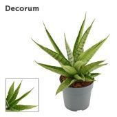Сансевиерия Милано d12 см h30 см Сансевиерия Милано d12 см h30 см
