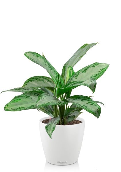 Аглаонема Сильвер Бей в CLASSICO 18