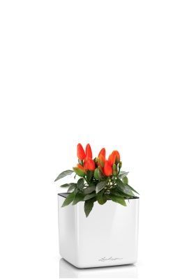 Капсикум микс 10/25 в CUBE GLOSSY 14, белый блестящий Капсикум микс 10/25 в CUBE GLOSSY 14, белый блестящий