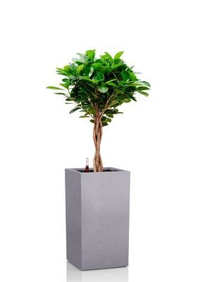 Фикус Моклейм 21/90 см в CANTO STONE HIGH 30, серый камень Фикус Моклейм 21/90 см в CANTO STONE HIGH 30, серый камень