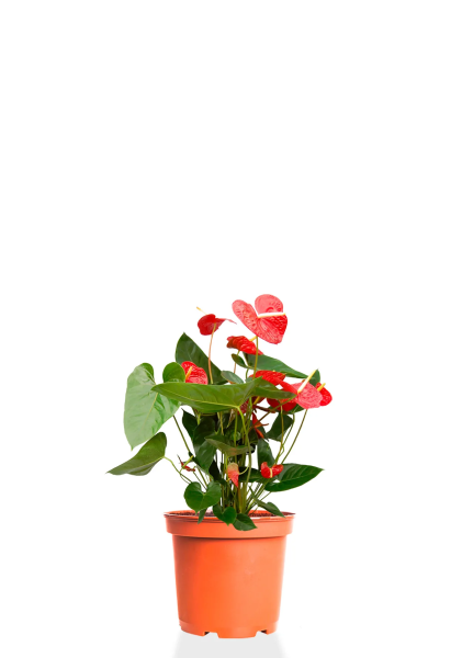 Антуриум Андрианум красный 9/30 см