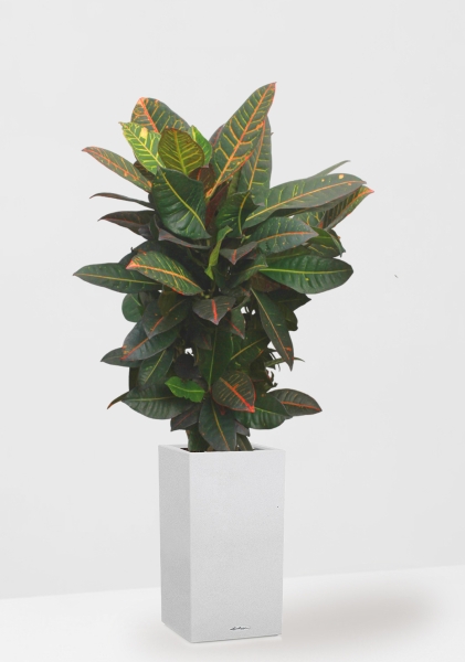 Кротон (Кодиеум) Петра 27/100 см в CANTO STONE HIGH 30