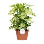 Шеффлера Мелани d21 см h50 см