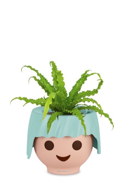 Асплениум Антикум Осака в OJO