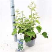 Хедера Хеликс плющ Arborescens d17 см h30 см