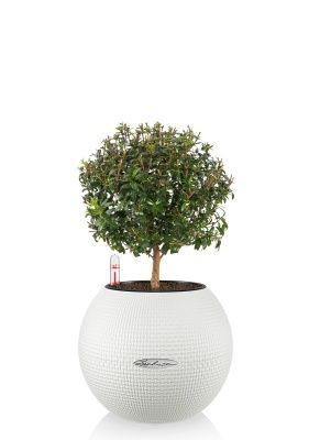 Мирт в PURO 20, белый Мирт в PURO 20, белый