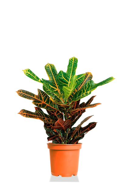 Кротон (Кодиеум) Экселент 12/30 см Кротон (Кодиеум) Экселент 12/30 см