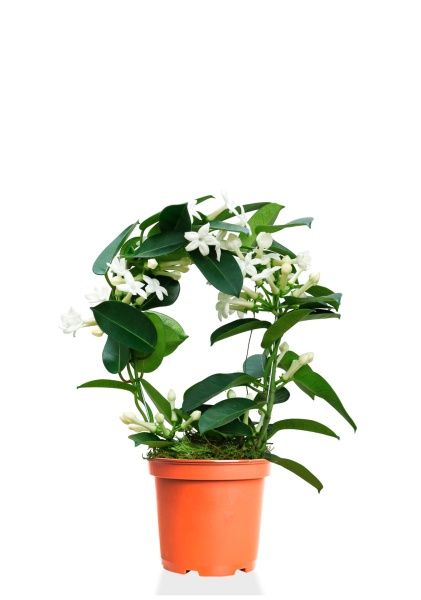 Стефанотис 12/30 см