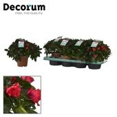 Азалия Фландрес красная (Декорум) d13 см h25 см тип 2 Азалия Фландрес красная (Декорум) d13 см h25 см тип 2