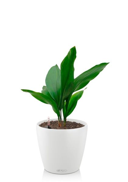 Аспидистра Элатиор 13/50 см в CLASSICO 18 Аспидистра Элатиор 13/50 см в CLASSICO 18
