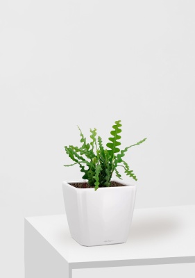 Эпифиллум Угловатый 17/35 см в QUADRO LS 21, белый блестящий Эпифиллум Угловатый 17/35 см в QUADRO LS 21, белый блестящий