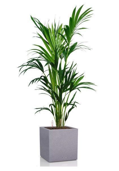 Ховея Кентия 27/190 см в CANTO STONE LOW 40