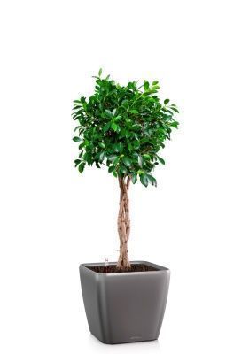 Фикус Нитида переплетенный 23/110 см в QUADRO LS 28, антрацитовый металлик