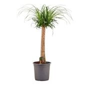 Нолина 1 ствол d24 см h90 см